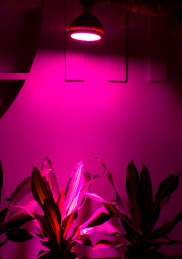 چراغ رشد LED